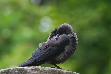 Jackdaw bird resting in the countryside