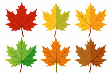 Fototapeta premium Maple leaf setart vector illustration