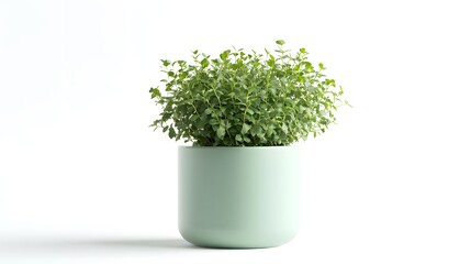 Lush green herb plant, round pale mint green ceramic pot, minimalist design, white background, soft diffused lighting, crisp focus, high detail, vibrant foliage, clean aesthetic.