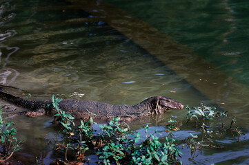 The Asian water monitor (Varanus salvator) is a large varanid lizard native to South and Southeast Asia.