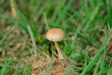 Small round mushroom close up