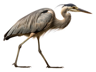 Fototapeta premium PNG Heron animal bird beak.