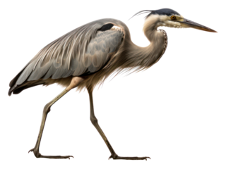 PNG Heron animal bird beak.