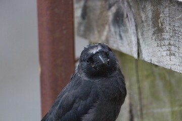 Jackdaw bird face close up