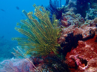Sea lily on a coral reef. Green sea lily in an open form on a coral reef underwater.