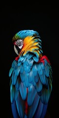 Obraz premium A colorful parrot stands on a black background. The bird's feathers are bright blue and yellow, and its head is tilted to the side. Concept of freedom and beauty