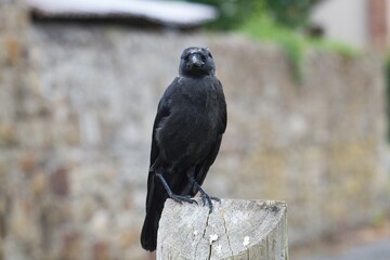 Jackdaw front view sitting on a wooden fence in Wales