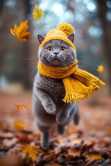 British Shorthair in hat and scarf playing in autumn leaves concept