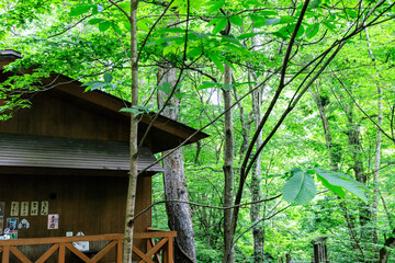 Wooden Cabin Nestled Among Lush Green Forest Trees, Aomori, Japan
