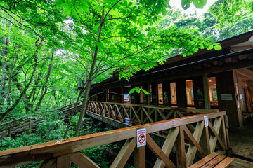 Wooden Cabin Nestled Among Lush Green Forest Trees, Aomori, Japan