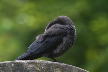 Jackdaw close up  sleeping on a stone wall