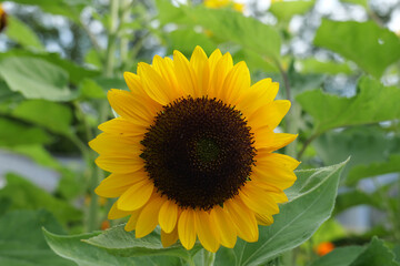 Naklejka premium 大船フラワーセンターの向日葵