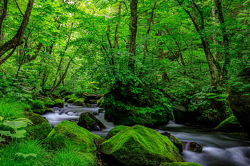 Obraz premium Flowing Waters of Oirase River in Lush Aomori Forest
