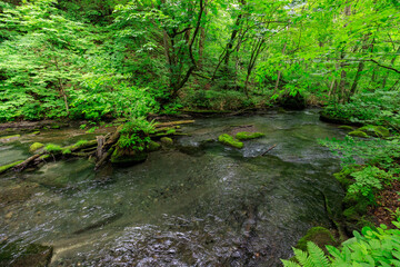  Serene Tranquility: A Glimpse into the Emerald Heart of Oirase River, Aomori, Japan