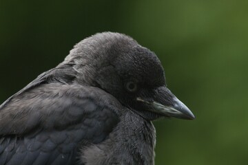 Jackdaw close up head view looking downwards.