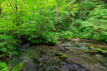 Calm River Flowing Through Moss-Covered Rocks in Lush Forest, Oirase River, Aomori, Japan