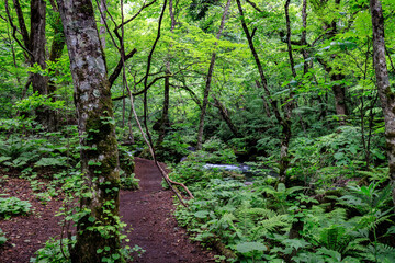 Fototapeta premium Serene Forest Path Winding Through a Lush Green Oasis, Oirase, Aomori, Japan