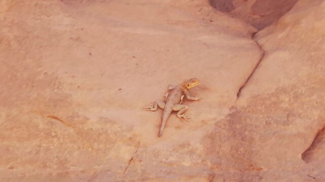 lezard on rock