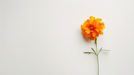 Minimalist Design Featuring a Single Marigold Flower on White Background, Emphasizing Clean Lines and Simple Elegance