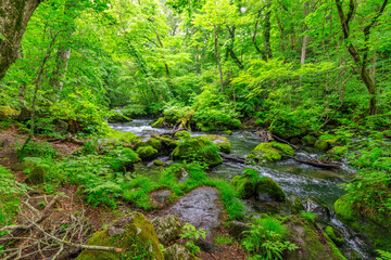 Serene Waters Flowing Through Lush Oirase Forest, Aomori, Japan