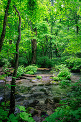 Obraz premium Serene Waters Flowing Through Lush Oirase Forest, Aomori, Japan