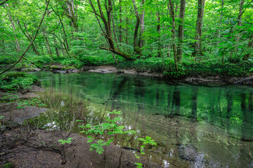  Serene Tranquility: A Glimpse into the Emerald Heart of Oirase River, Aomori, Japan