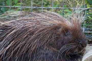 タテガミヤマアラシ　寝ぐせ