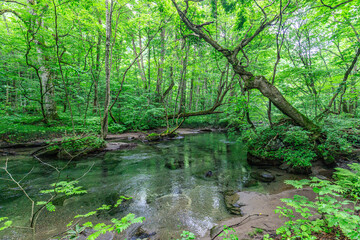 Serene Sanctuary: A Tranquil Forest Stream in Oirase River, Aomori, Japan