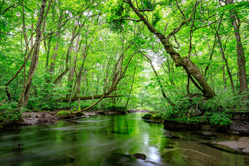 Peaceful Flow of Oirase River Surrounded by Lush Green Forest in Japan, Aomori, Japan
