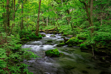 Obraz premium Rushing Waters of Oirase River Amidst Dense Greenery in Japan, Aomori, Japan