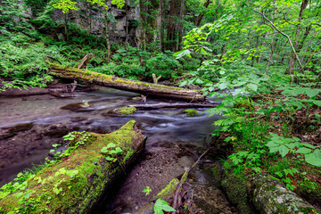 Serene Forest Stream Amidst Lush Greenery and Fallen Logs, Oirase River, Aomori, Japan