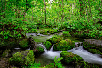 Fototapeta premium Serene Tranquility: Moss-Covered Rocks and Crystal-Clear Waters of the Oirase River, Aomori, Japan