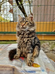 Street beautiful cat in the streets of Turkey