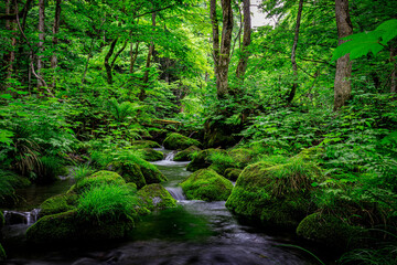 Serene Tranquility: Moss-Covered Rocks and Crystal-Clear Waters of the Oirase River, Aomori, Japan