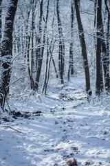 Fototapeta premium A serene winter forest scene with soft sunlight piercing through the tree canopy onto the fresh snow below. This image captures the quiet beauty of nature during the cold season.