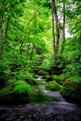 Flowing Waters of Oirase River in Lush Aomori Forest