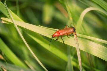 Red soldier beetle close up