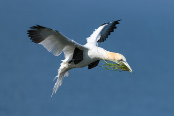 Northern Gannet, Morus bassanus, adult bird in flight, coming into land with nesting material