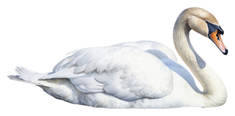Obraz premium PNG Swan animal white bird.