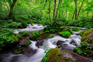 Rushing Waters Through Mossy Rocks in Oirase Forest of Japan