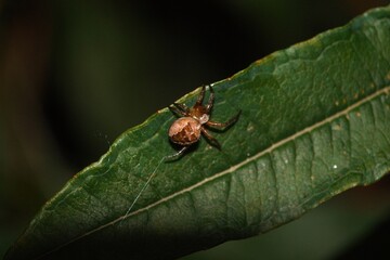 Small spider sitting on a shaded leaf.