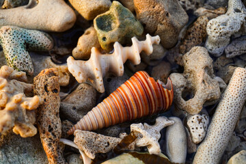 cone-shaped shells washed up on beaches littered with coral fragments
