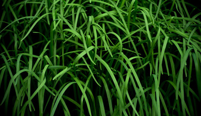 Close up Chinese chives vegetable grow up in dark shadow, Chinese food ingredient, Nature abstract texture for background