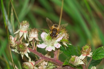 Hover fly on a white flower