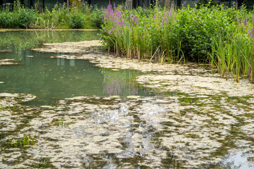 pond with flowering shore planting