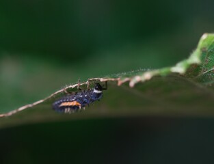 Ladybird larvae upside down on a leaf