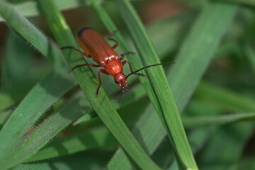 Red soldier beetle insect close up