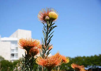 Los Angeles California America May 18, 2023 The Getty Museum is the largest art museum in...