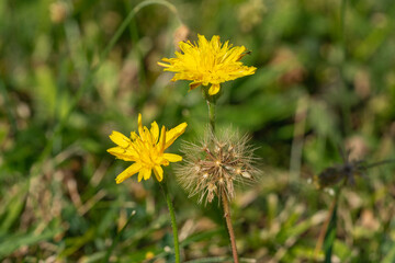 Close up of 2 bristly hawkbit flowers (Leontodon hispidus), and one blowball with seeds