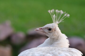 head with a crest of a white peacock on a green background